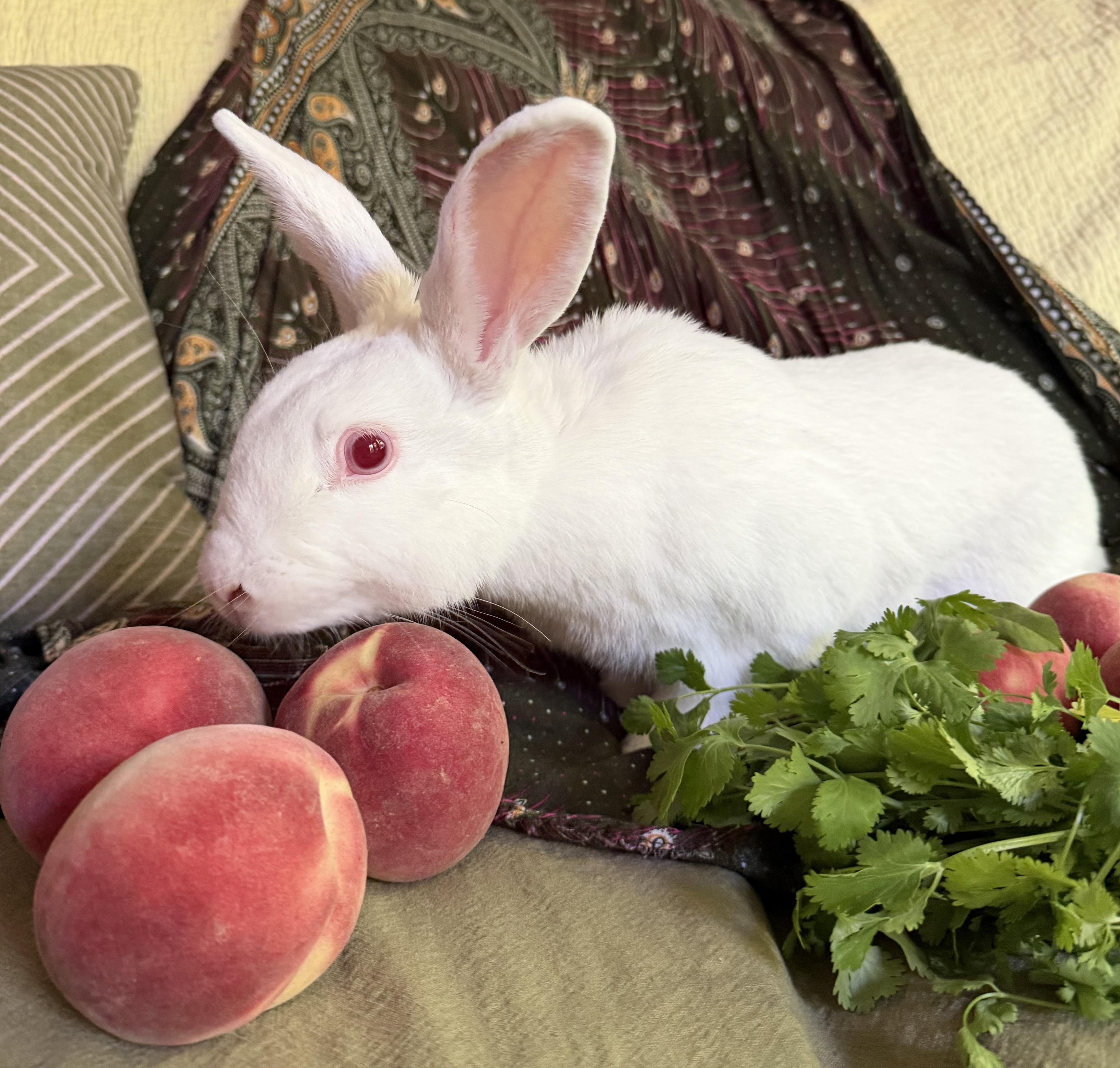 Enlarge Peaches, a Adoptable Florida White in Livermore, CA image 3/5
