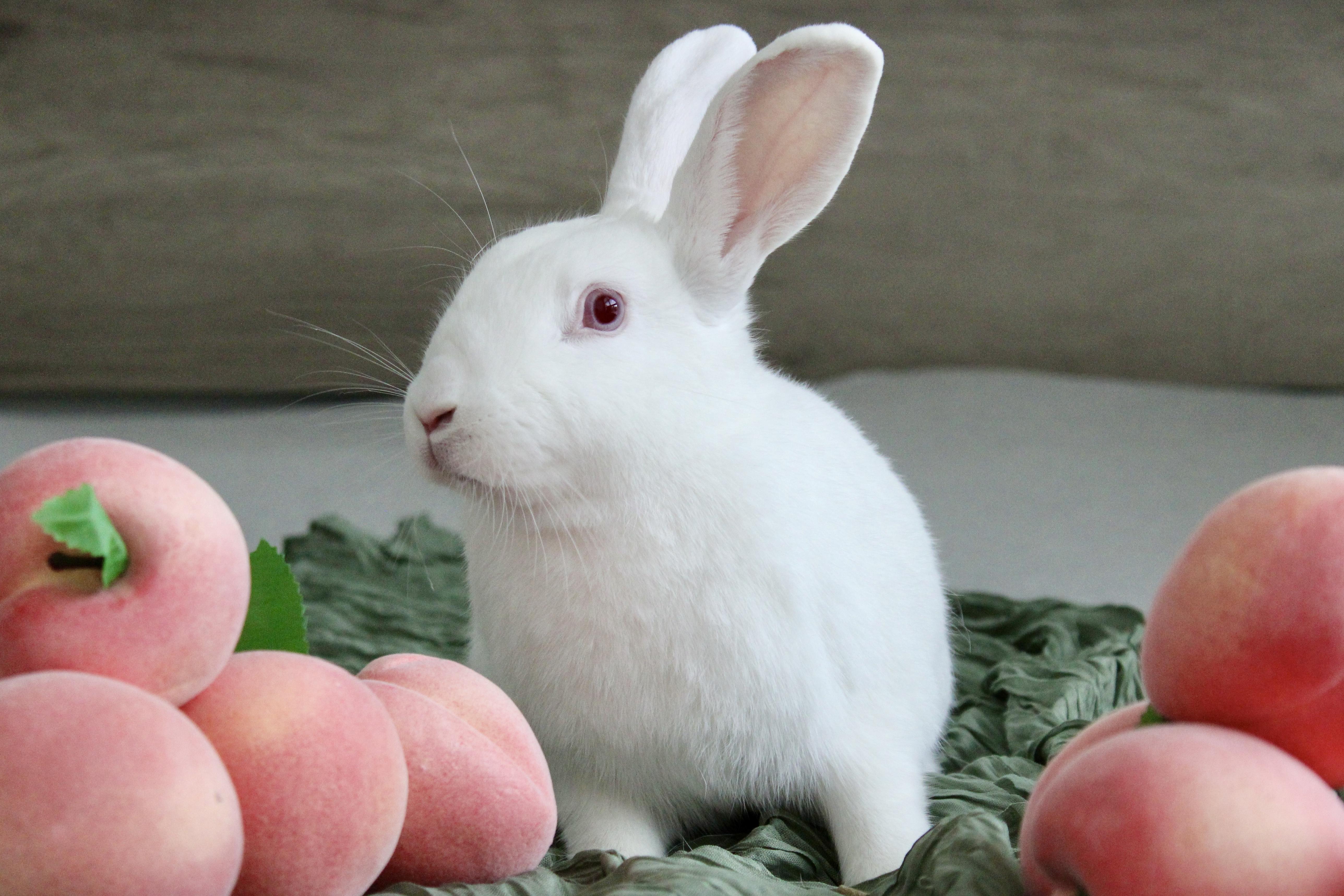 Enlarge Peaches, a Adoptable Florida White in Livermore, CA image 2/5