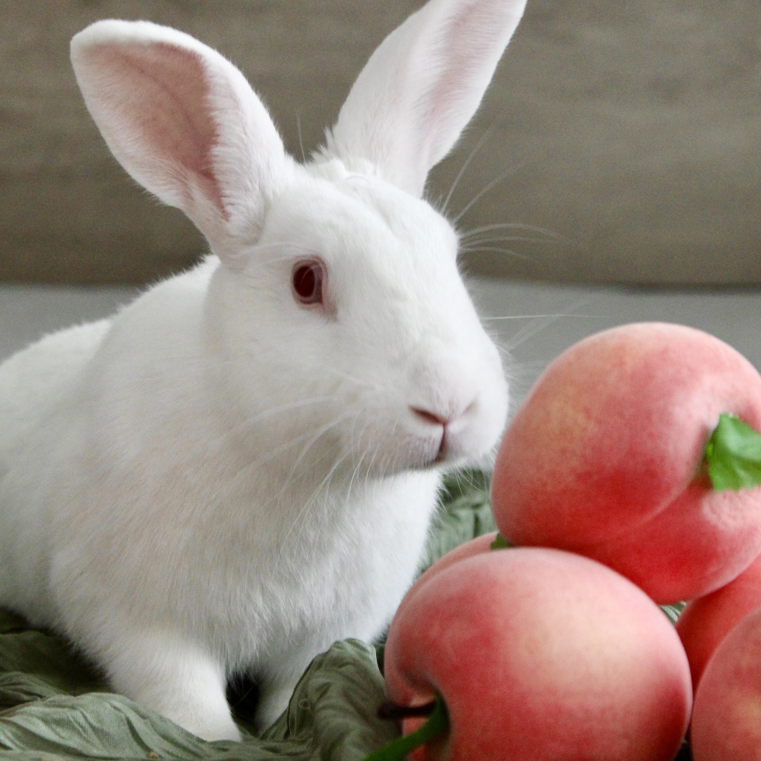 Peaches, Adoptable, Adult Female Florida White.