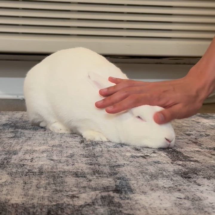 Enlarge Peaches, a Adoptable Florida White in Livermore, CA video 5/5