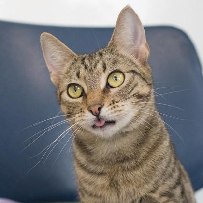 Cricket, Adoptable, Kitten Female Domestic Short Hair & Domestic Short Hair.