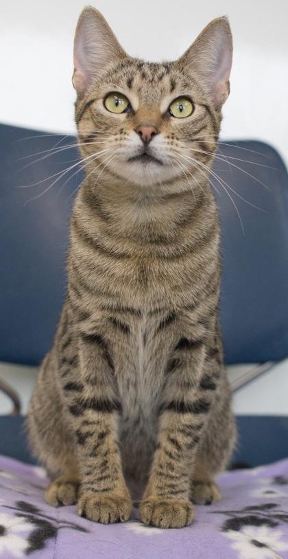 Cricket (bonded with Junebug), Adoptable, Kitten Female Domestic Short Hair & Domestic Short Hair.