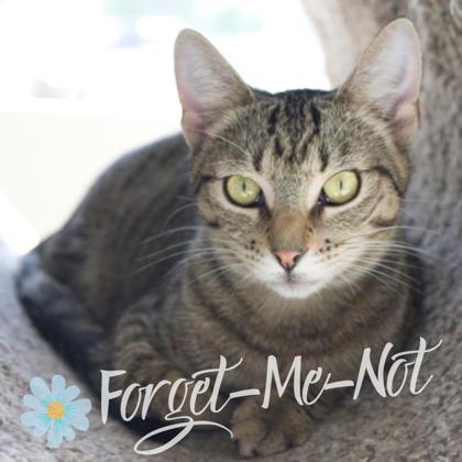 Cricket (bonded with Junebug), a Adoptable mixed breed in Verona, WI image 2/3