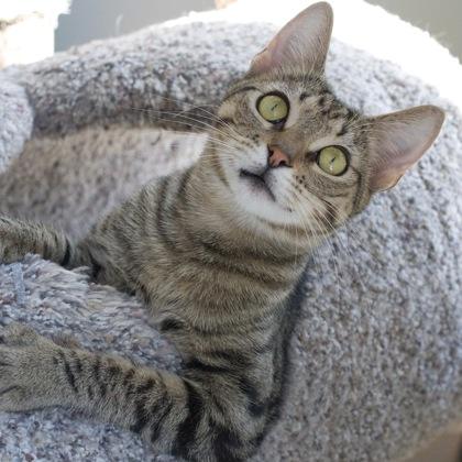 Cricket (bonded with Junebug), Adoptable, Kitten Female Domestic Short Hair & Domestic Short Hair.