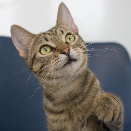 Cricket, a Adoptable mixed breed in Verona, WI image 2/3