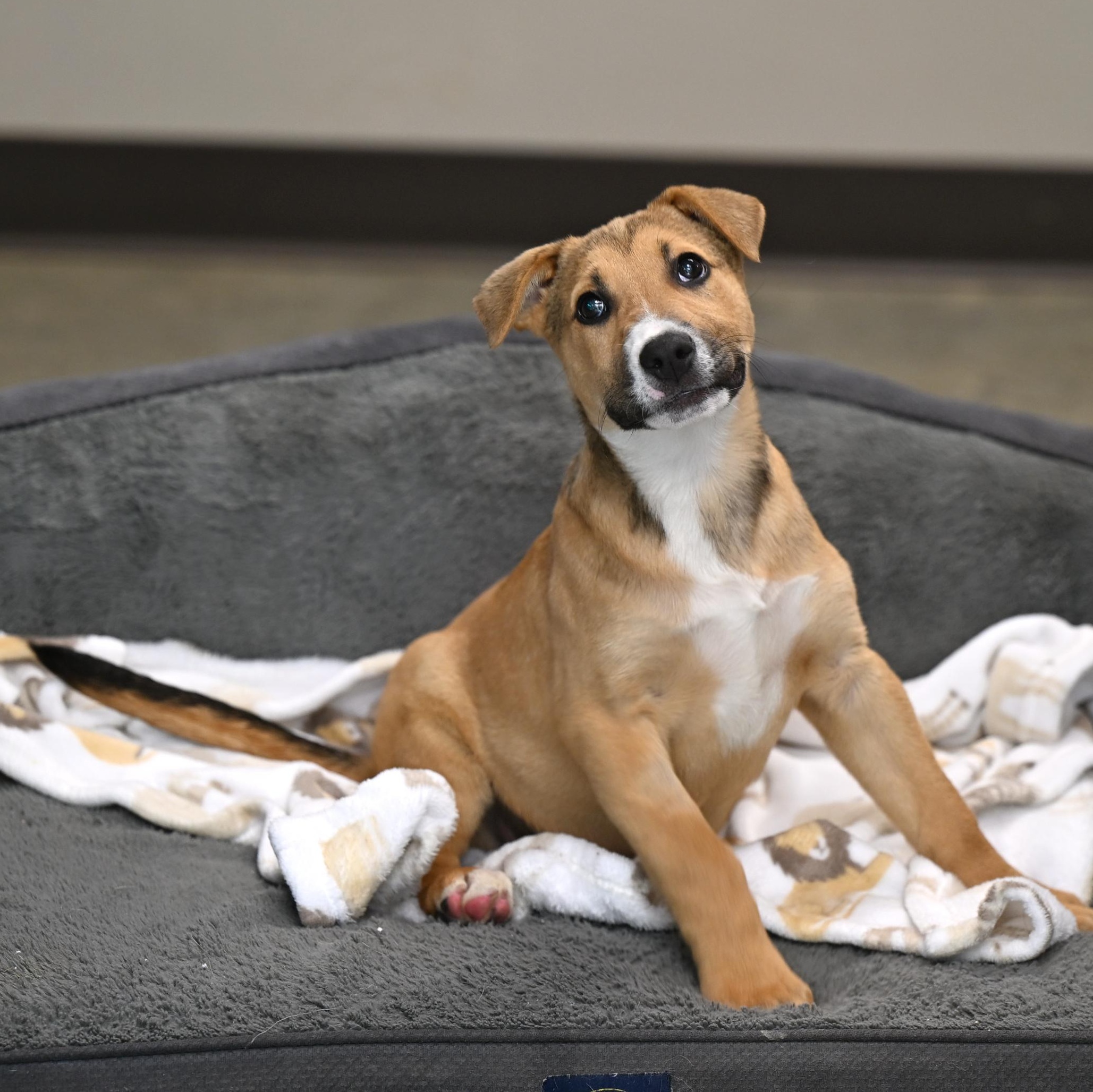 Chief, adopted, Puppy Male Mountain Cur & Catahoula Leopard Dog.