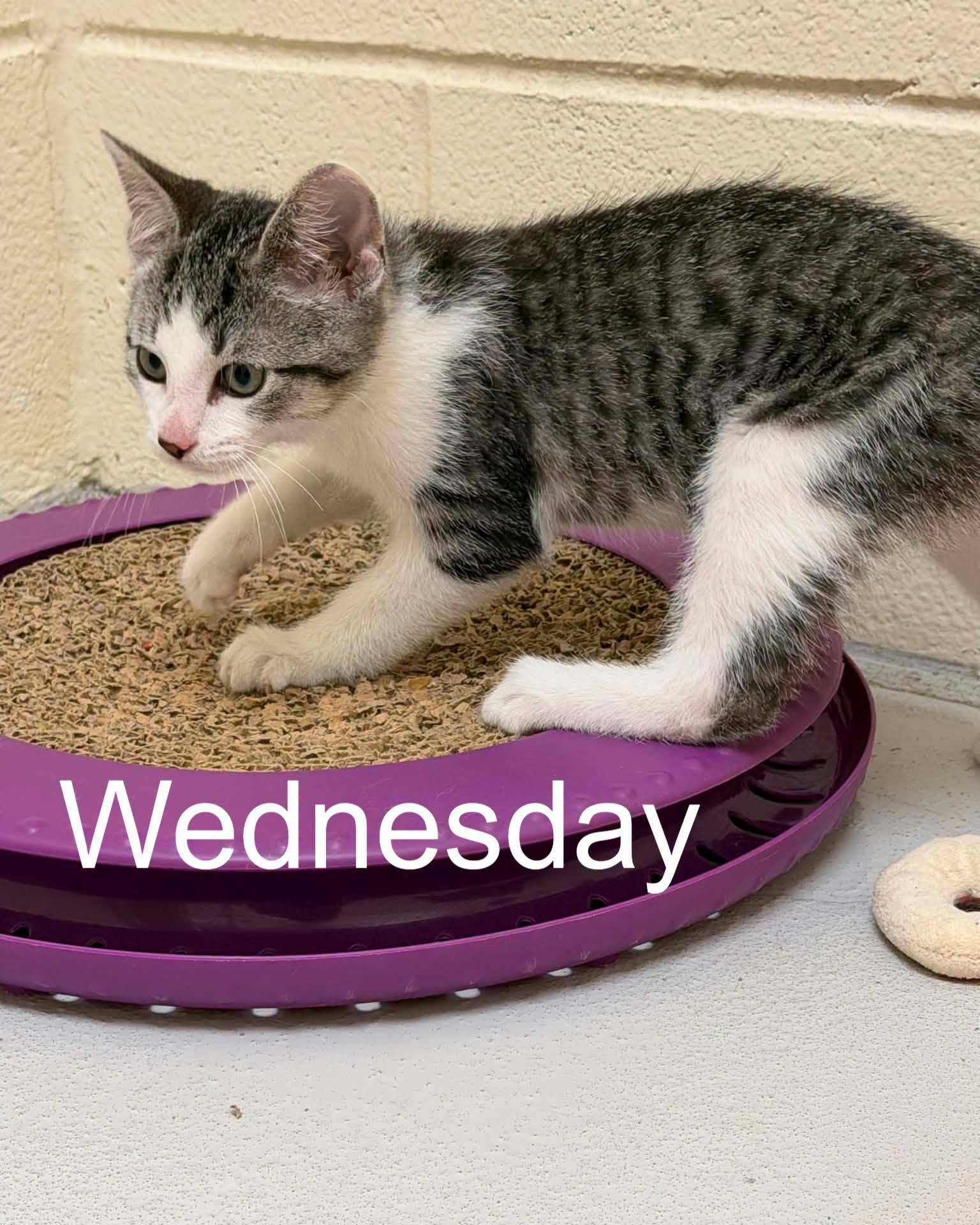 Enlarge Days of the week kittens, a ADOPTABLE mixed breed in Fremont, MI image 2/4