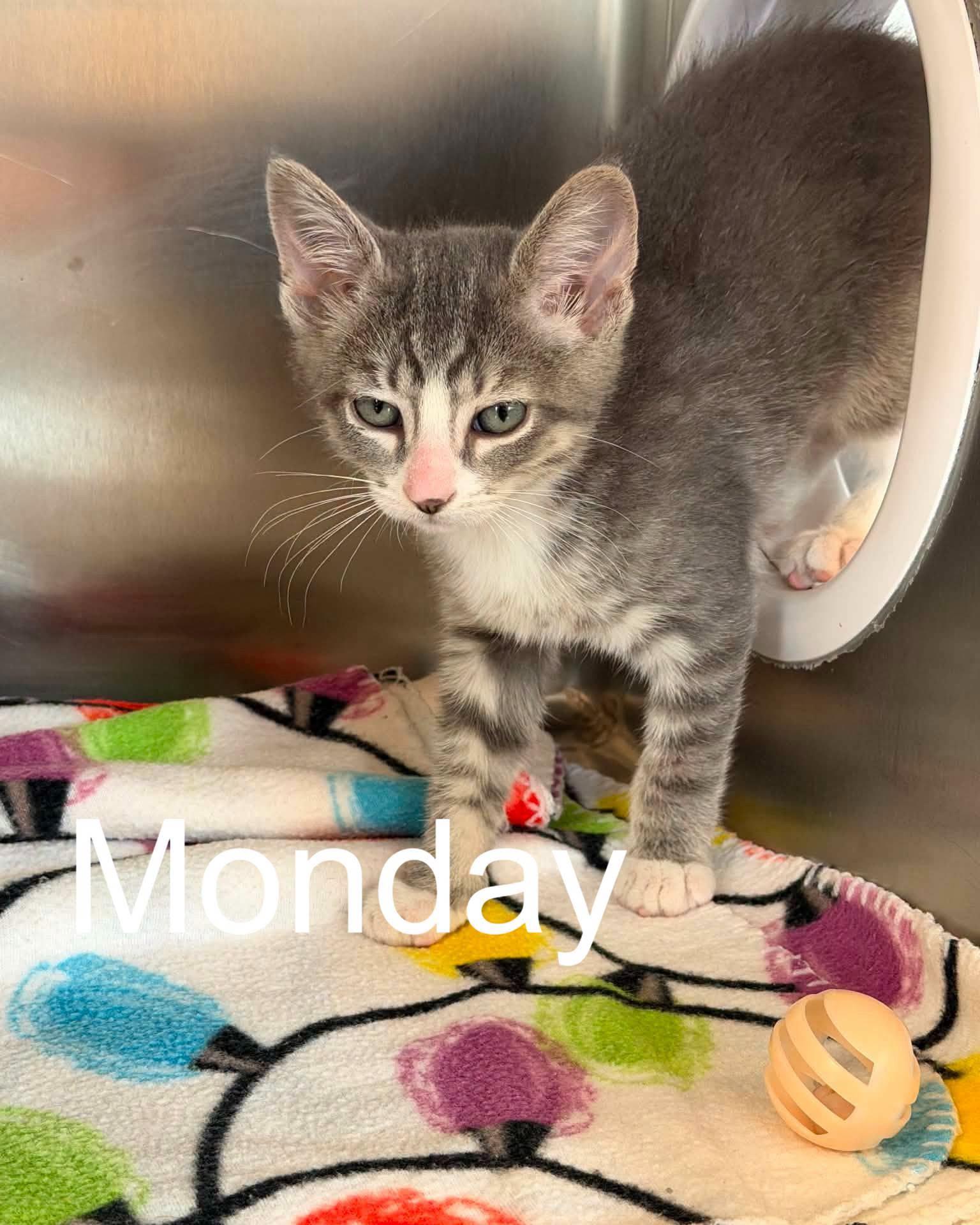 Enlarge Days of the week kittens, a ADOPTABLE mixed breed in Fremont, MI image 1/4