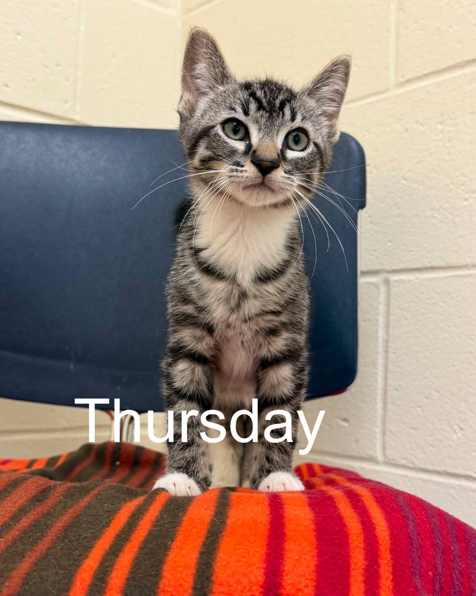Enlarge Days of the week kittens, a ADOPTABLE mixed breed in Fremont, MI image 3/4