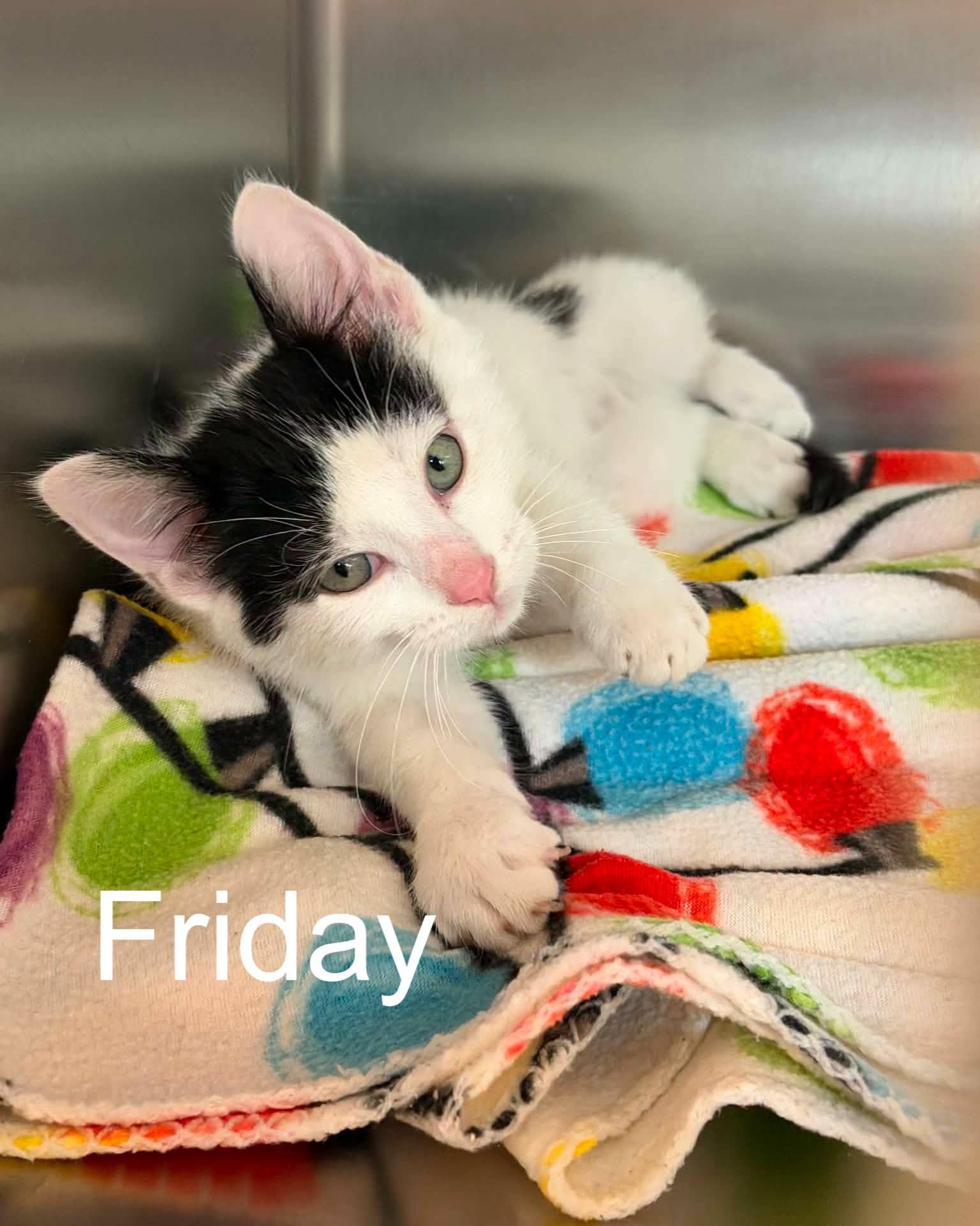 Enlarge Days of the week kittens, a ADOPTABLE mixed breed in Fremont, MI image 4/4