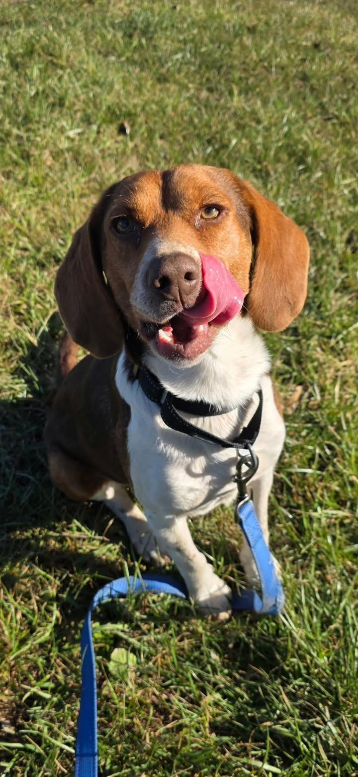 Enlarge Winchester, a ADOPTABLE Beagle in Shepherdsville, KY image 3/4