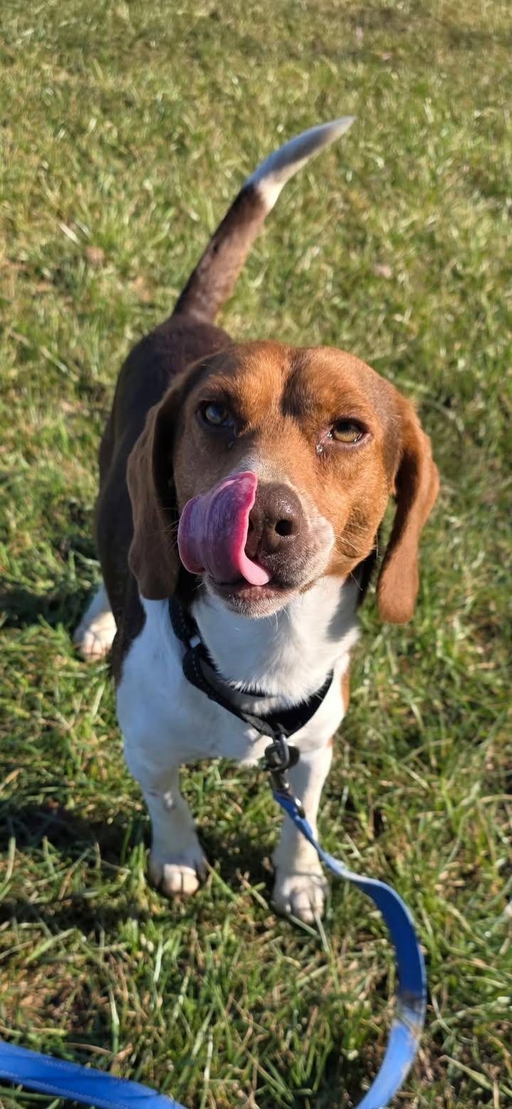 Enlarge Winchester, a ADOPTABLE Beagle in Shepherdsville, KY image 2/4