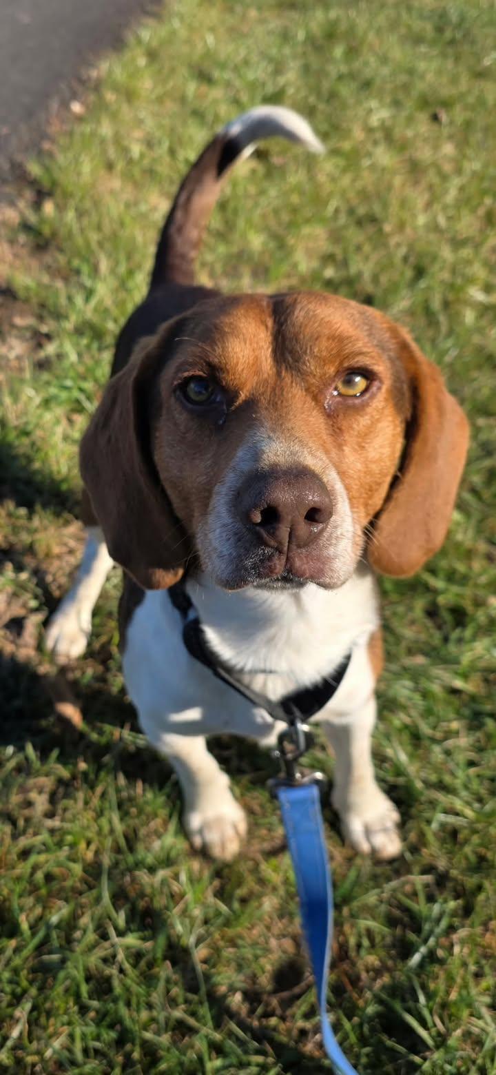 Winchester, ADOPTABLE, Young Male Beagle.