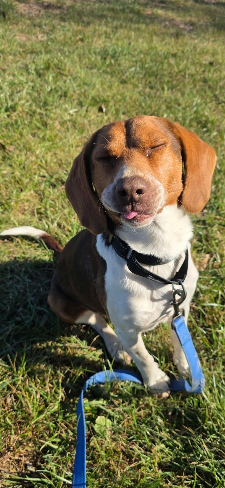 Enlarge Winchester, a ADOPTABLE Beagle in Shepherdsville, KY image 4/4