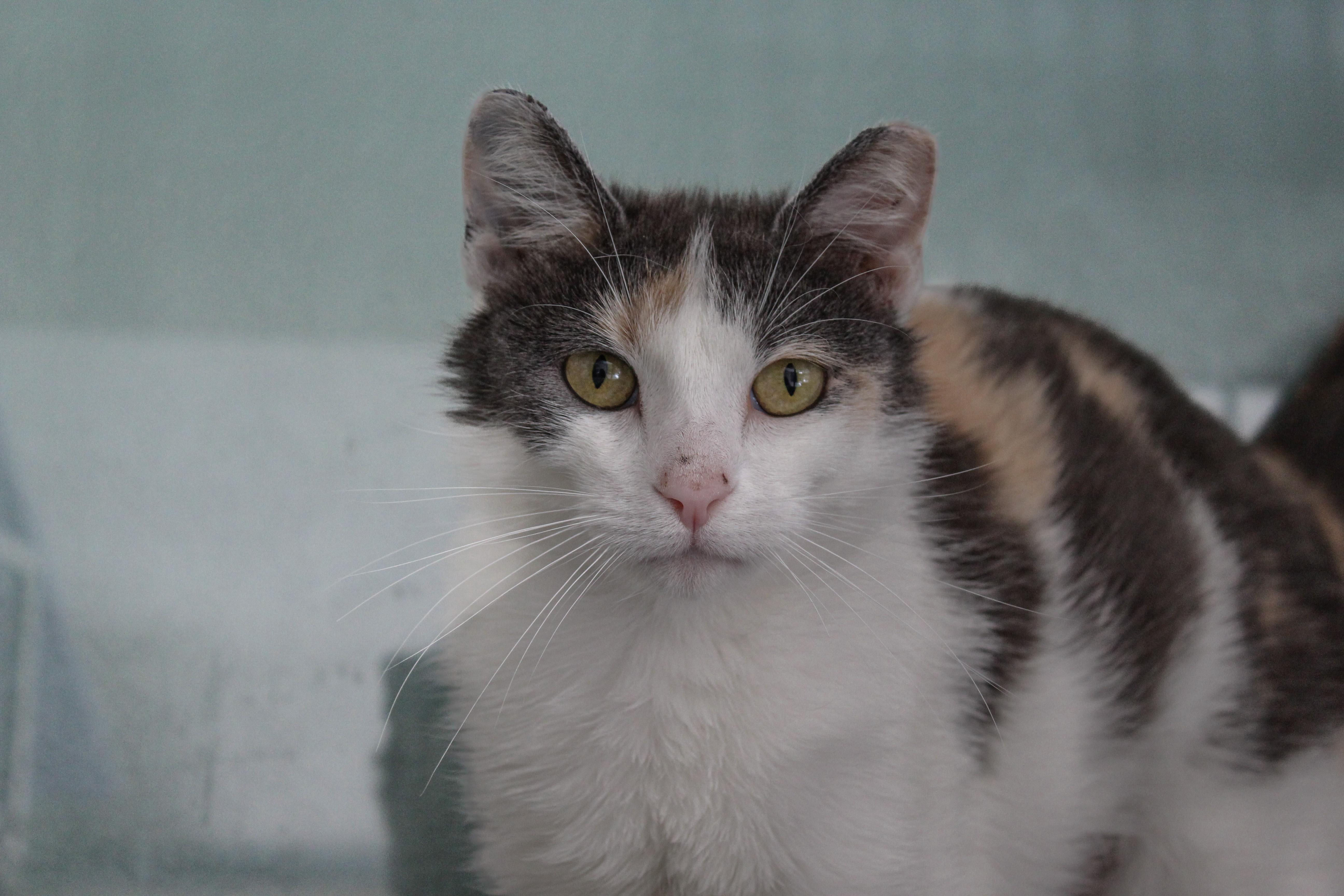 Nannie, a ADOPTABLE Domestic Short Hair in Hutchinson, MN image 1/5