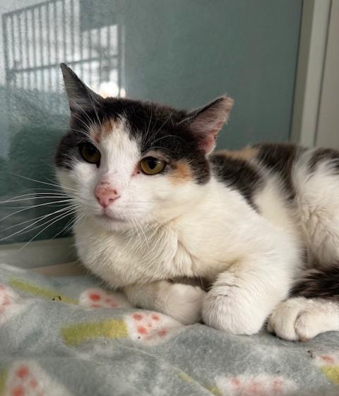 Enlarge Nannie, a ADOPTABLE Domestic Short Hair in Hutchinson, MN image 1/3