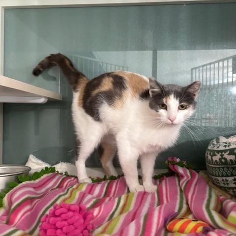 Nannie, ADOPTABLE, Adult Female Domestic Short Hair.