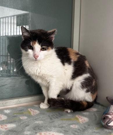 Enlarge Nannie, a ADOPTABLE Domestic Short Hair in Hutchinson, MN image 3/3