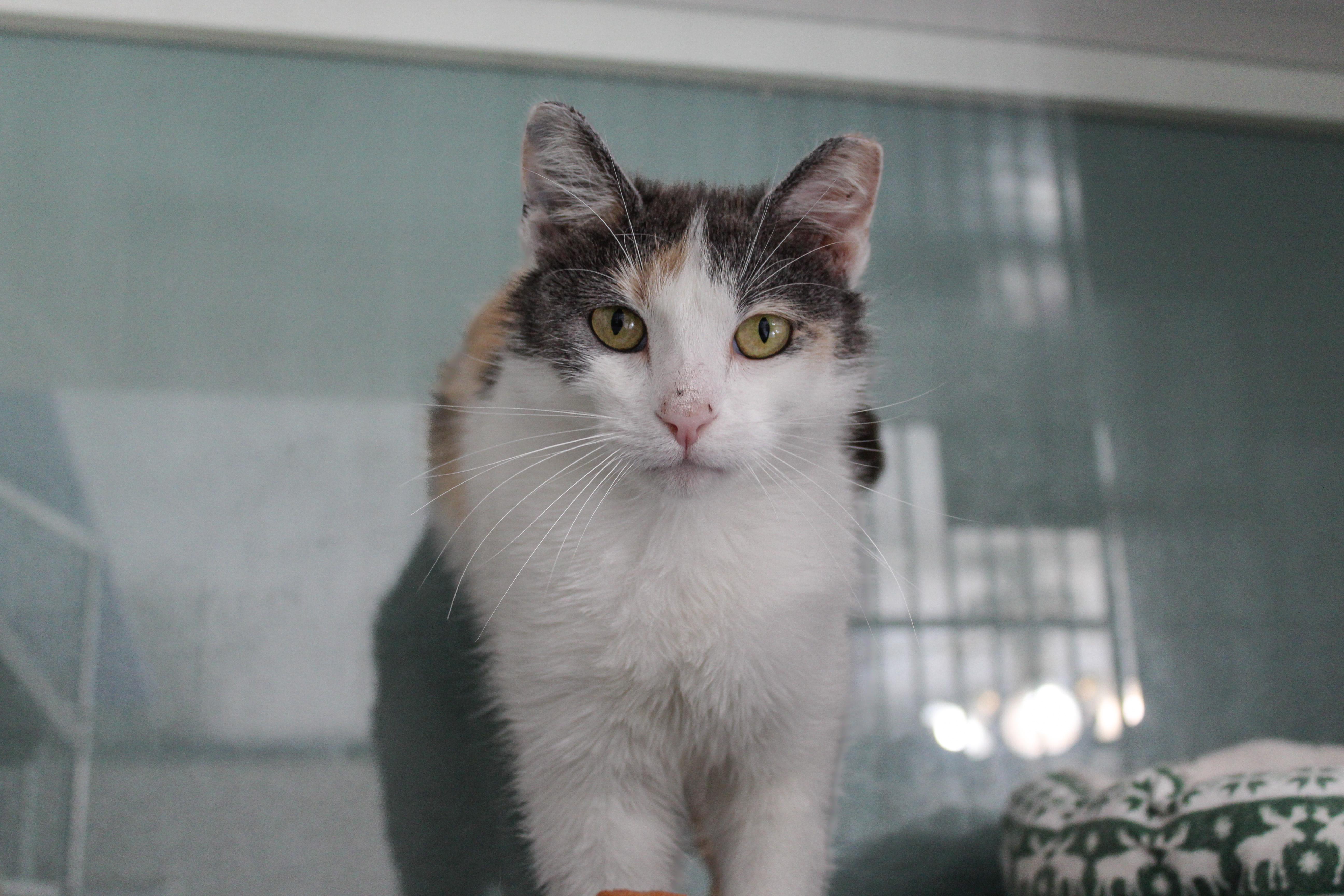 Nannie, a ADOPTABLE Domestic Short Hair in Hutchinson, MN image 3/5