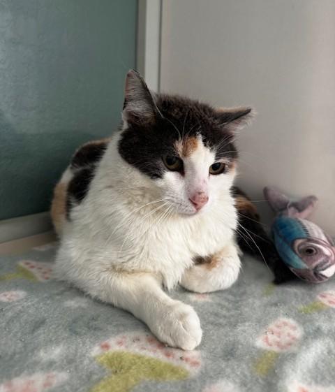 Enlarge Nannie, a ADOPTABLE Domestic Short Hair in Hutchinson, MN image 2/3