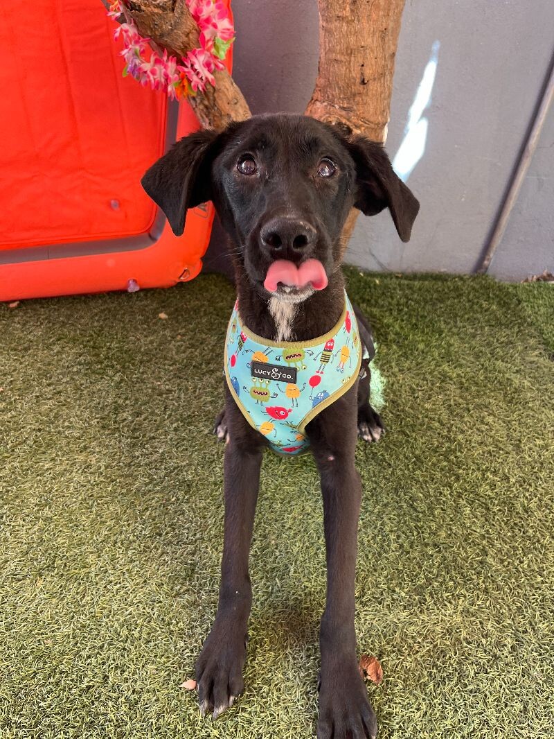 Dog for adoption Nolbert, a Labrador Retriever Mix in Aliso Viejo, CA