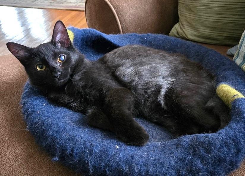 Enlarge CEREAL, a ADOPTABLE Domestic Short Hair in Pegram, TN image 4/5