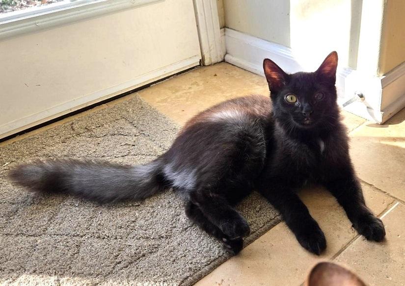 Enlarge CEREAL, a ADOPTABLE Domestic Short Hair in Pegram, TN image 2/5