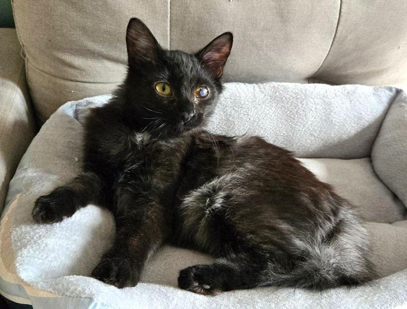 CEREAL, ADOPTABLE, Young Male Domestic Short Hair.