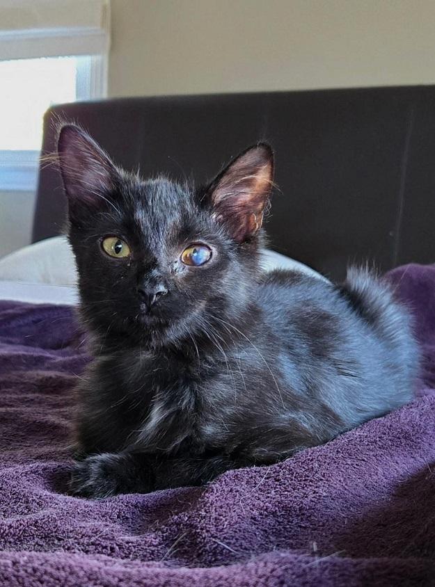 CEREAL, ADOPTABLE, Young Male Domestic Short Hair.