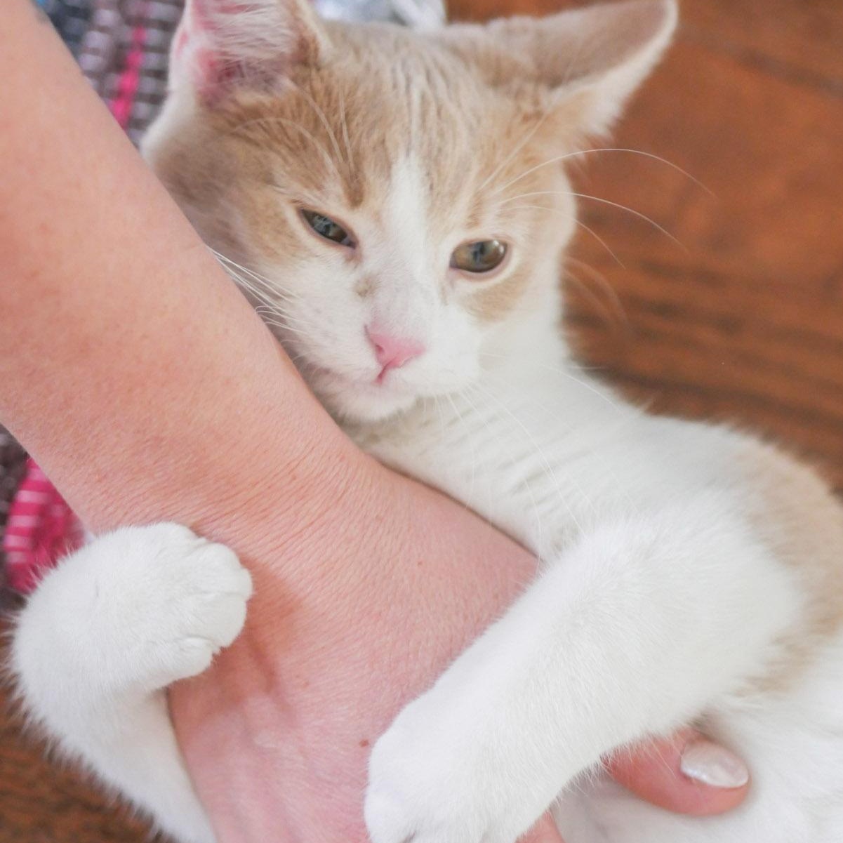 Gravy, Young Male Domestic Short Hair
