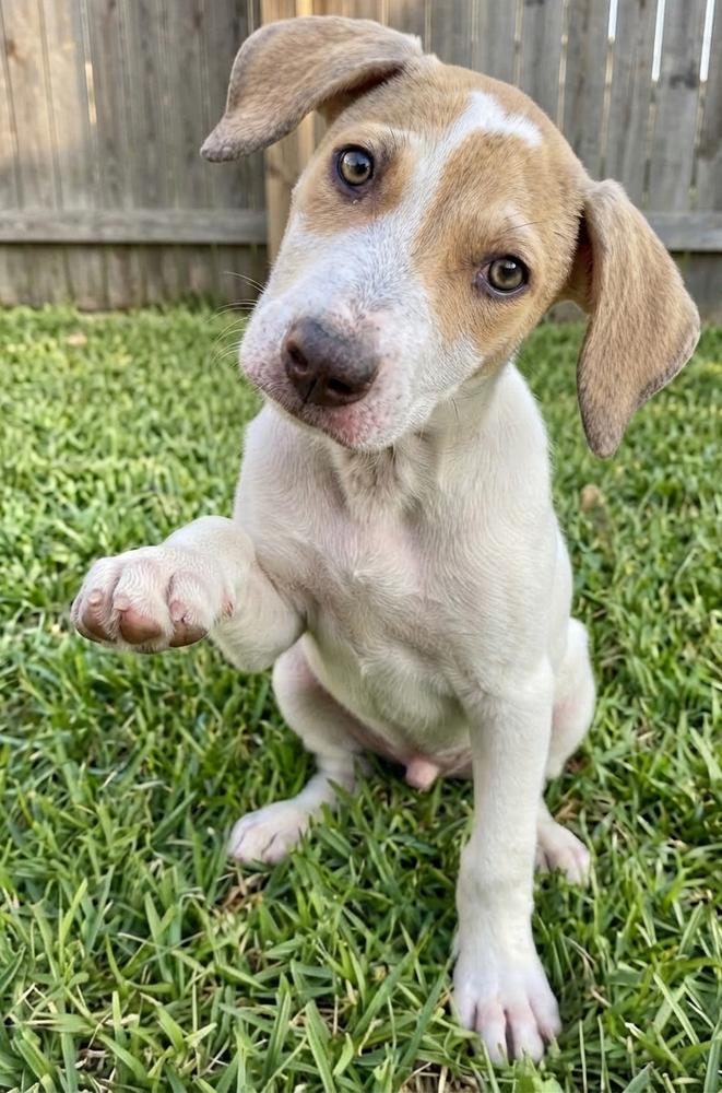Enlarge Dexter, a Adoptable mixed breed in Crown Point, IN image 4/4