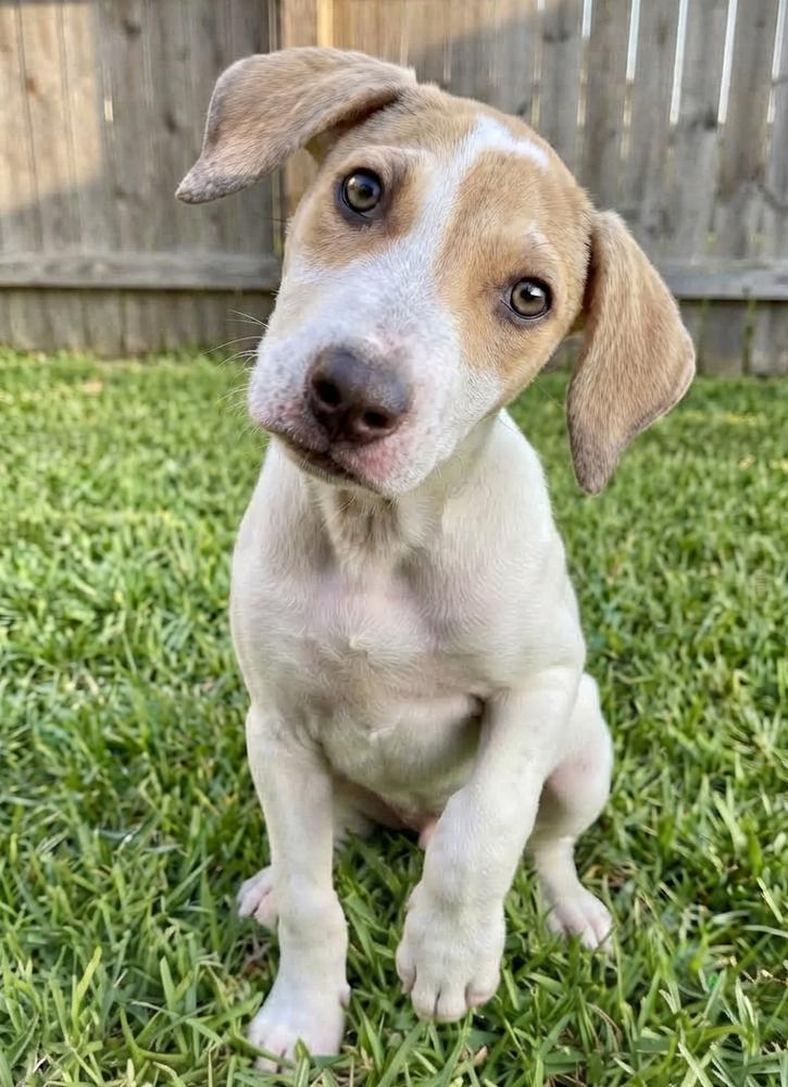 Enlarge Dexter, a Adoptable mixed breed in Crown Point, IN image 3/4