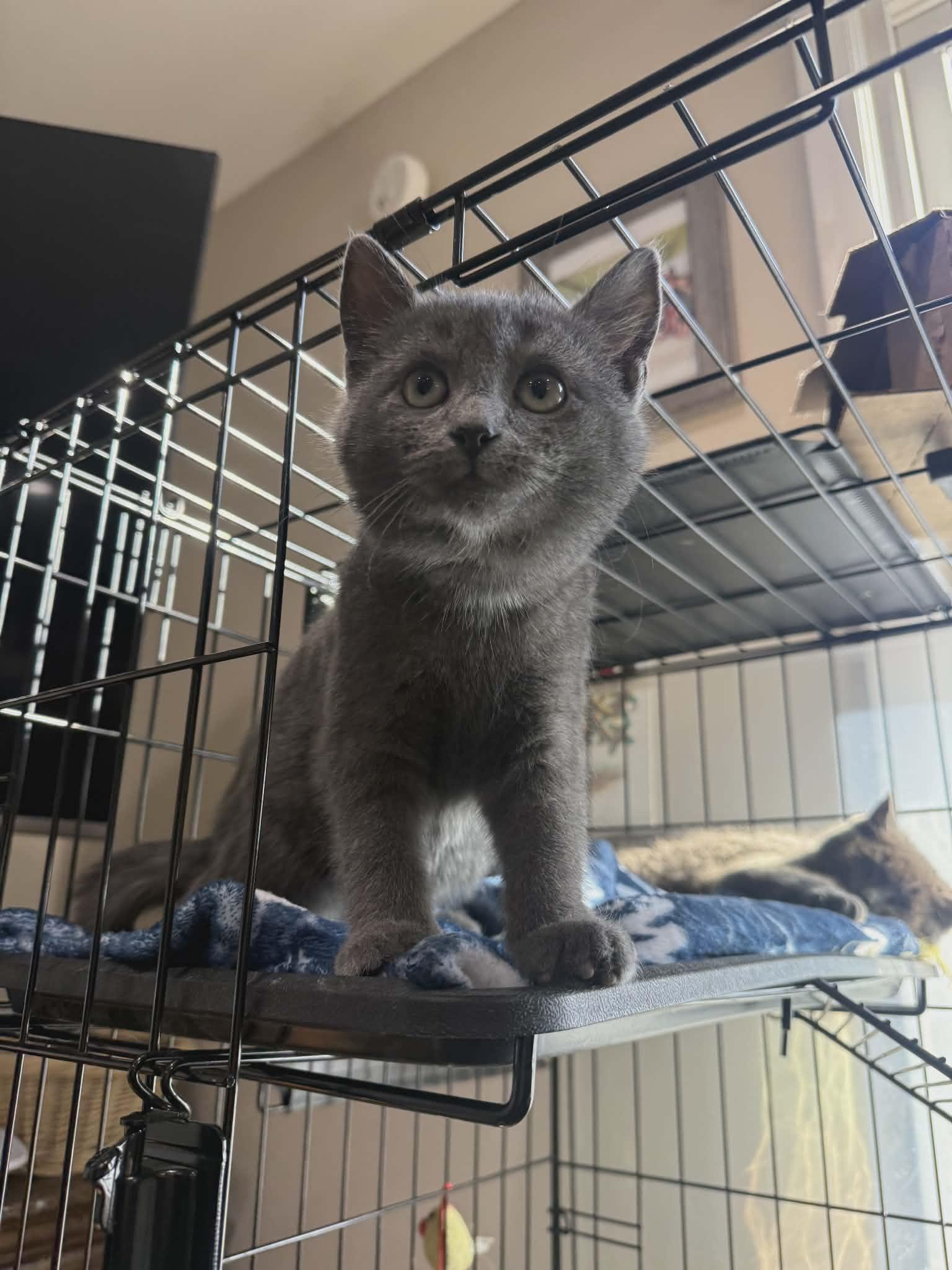 Enlarge Bonnie and Clyde, an adopted Domestic Short Hair in oxford, PA image 2/4