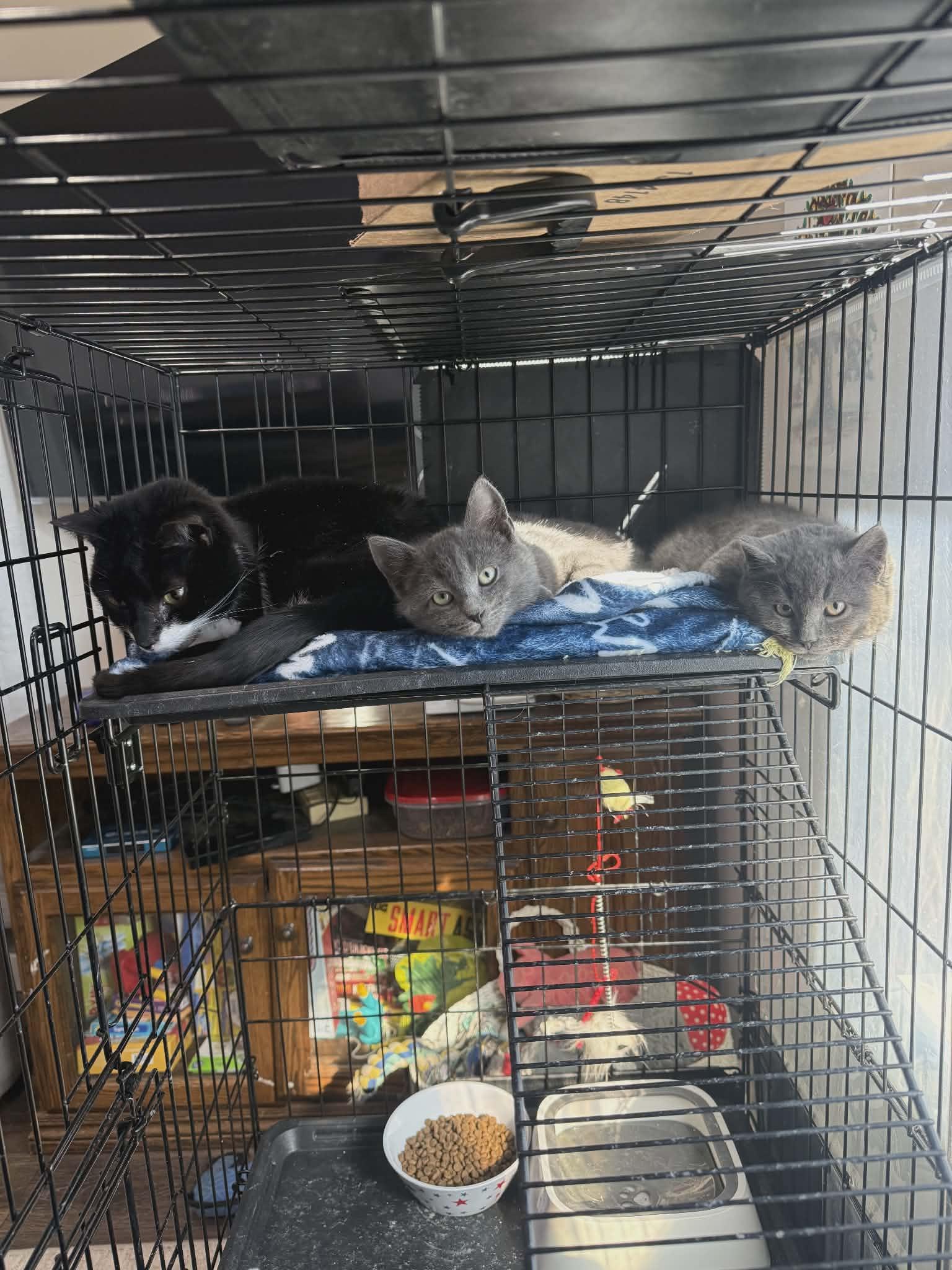 Enlarge Bonnie and Clyde, an adopted Domestic Short Hair in oxford, PA image 3/4