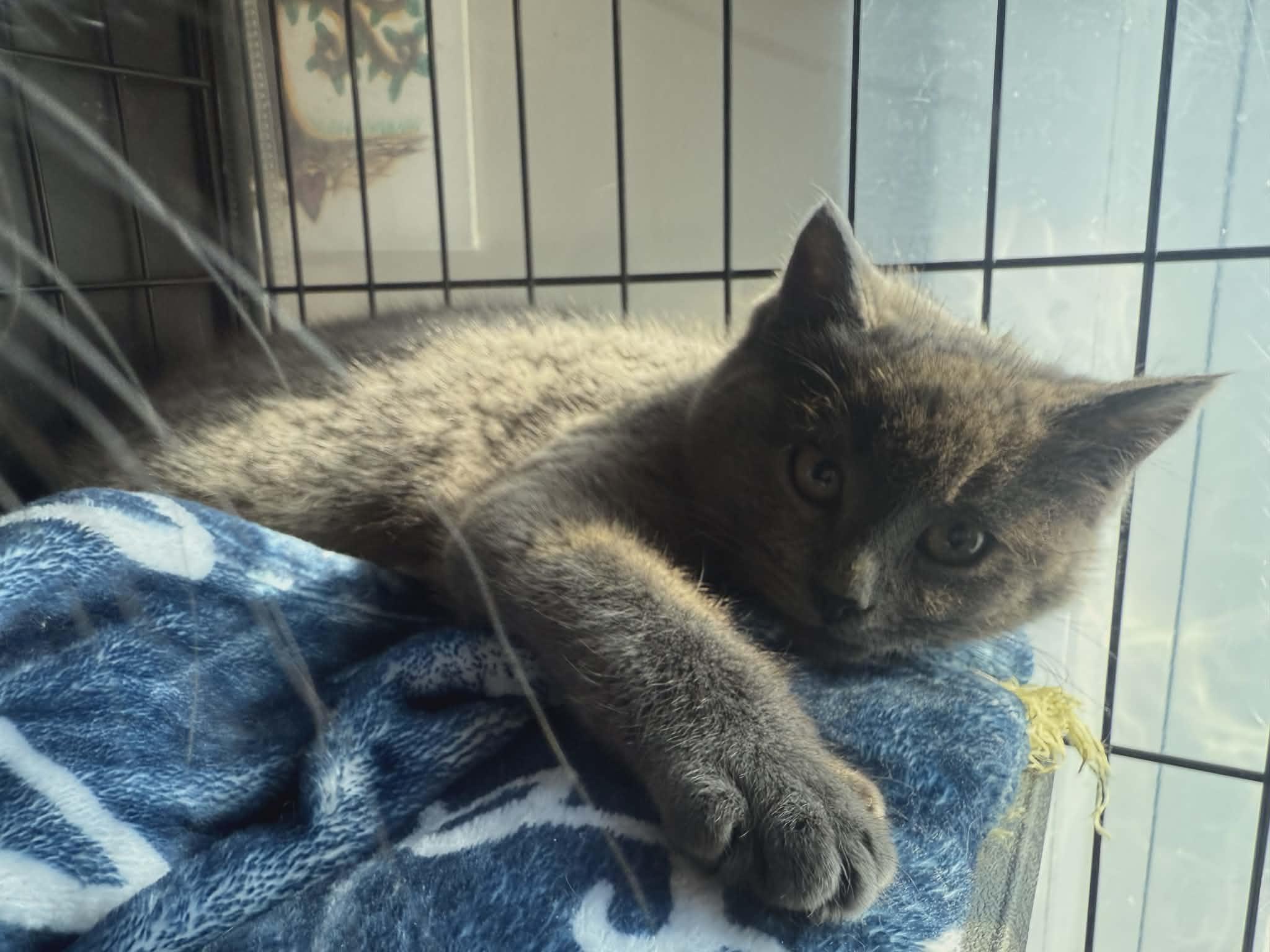 Enlarge Bonnie and Clyde, an adopted Domestic Short Hair in oxford, PA image 4/4