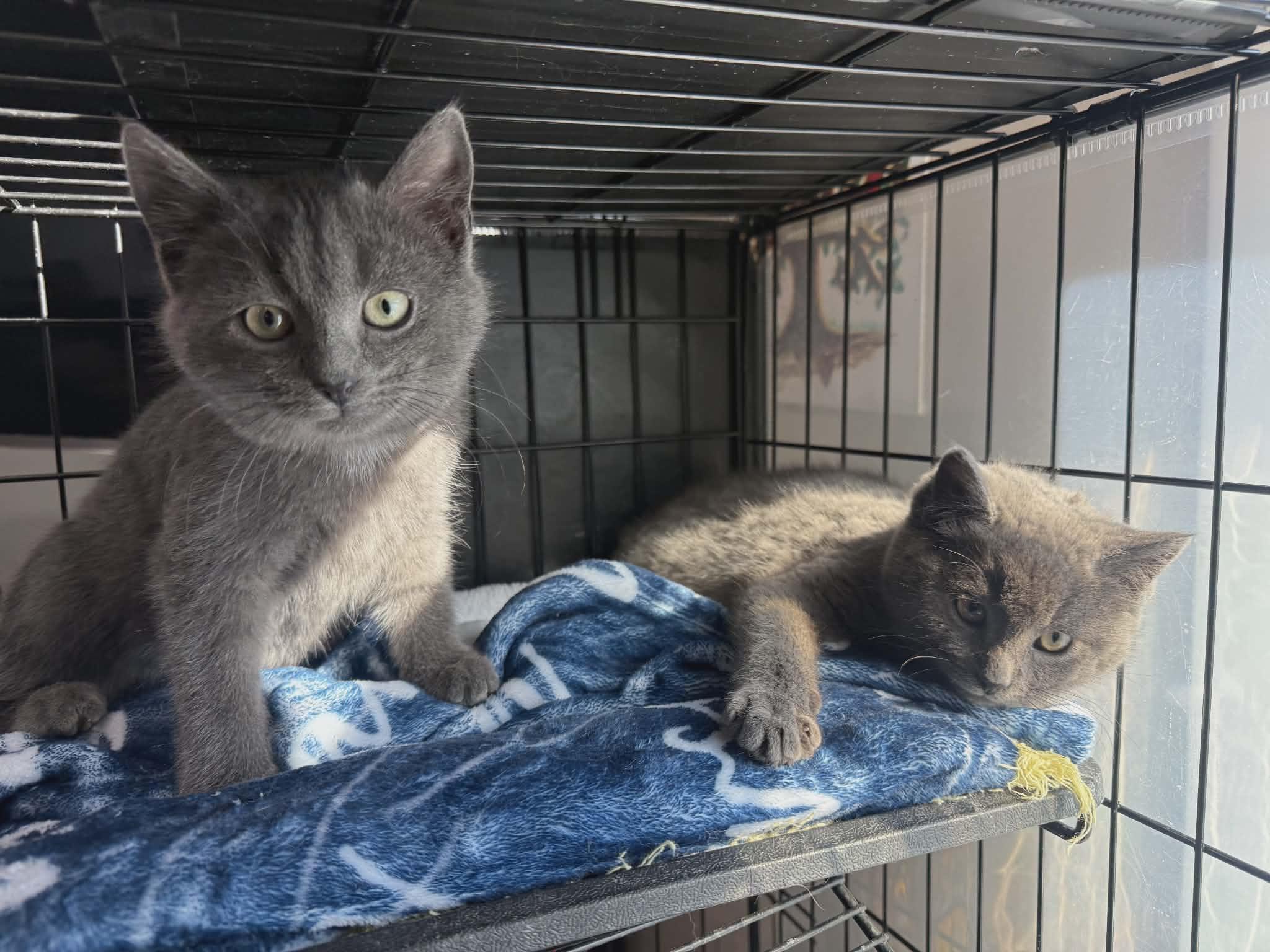 Enlarge Bonnie and Clyde, an adopted Domestic Short Hair in oxford, PA image 1/4