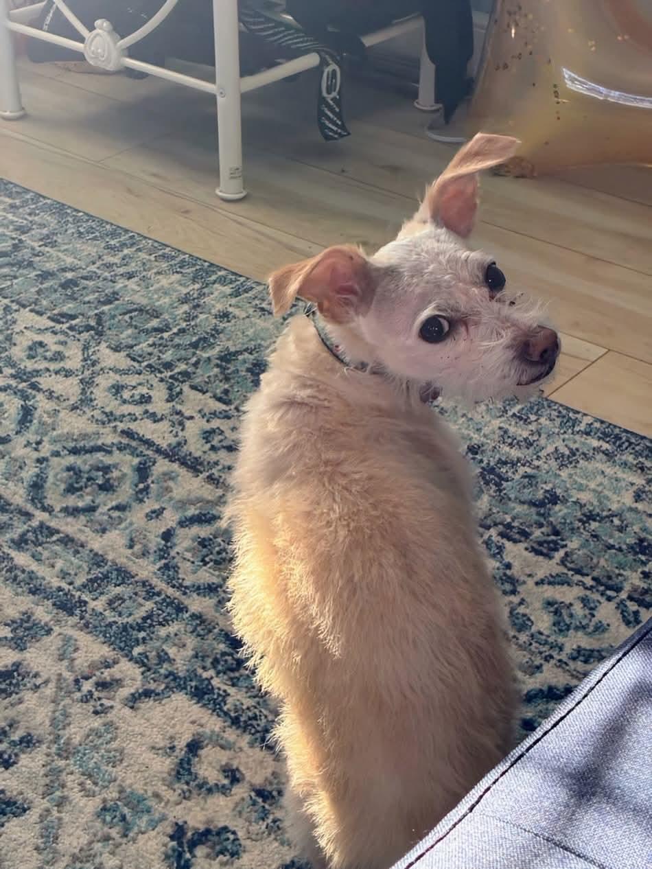 Enlarge Keebler (FEE SPONSORED), a Adoptable mixed breed in Portland, ME image 3/6