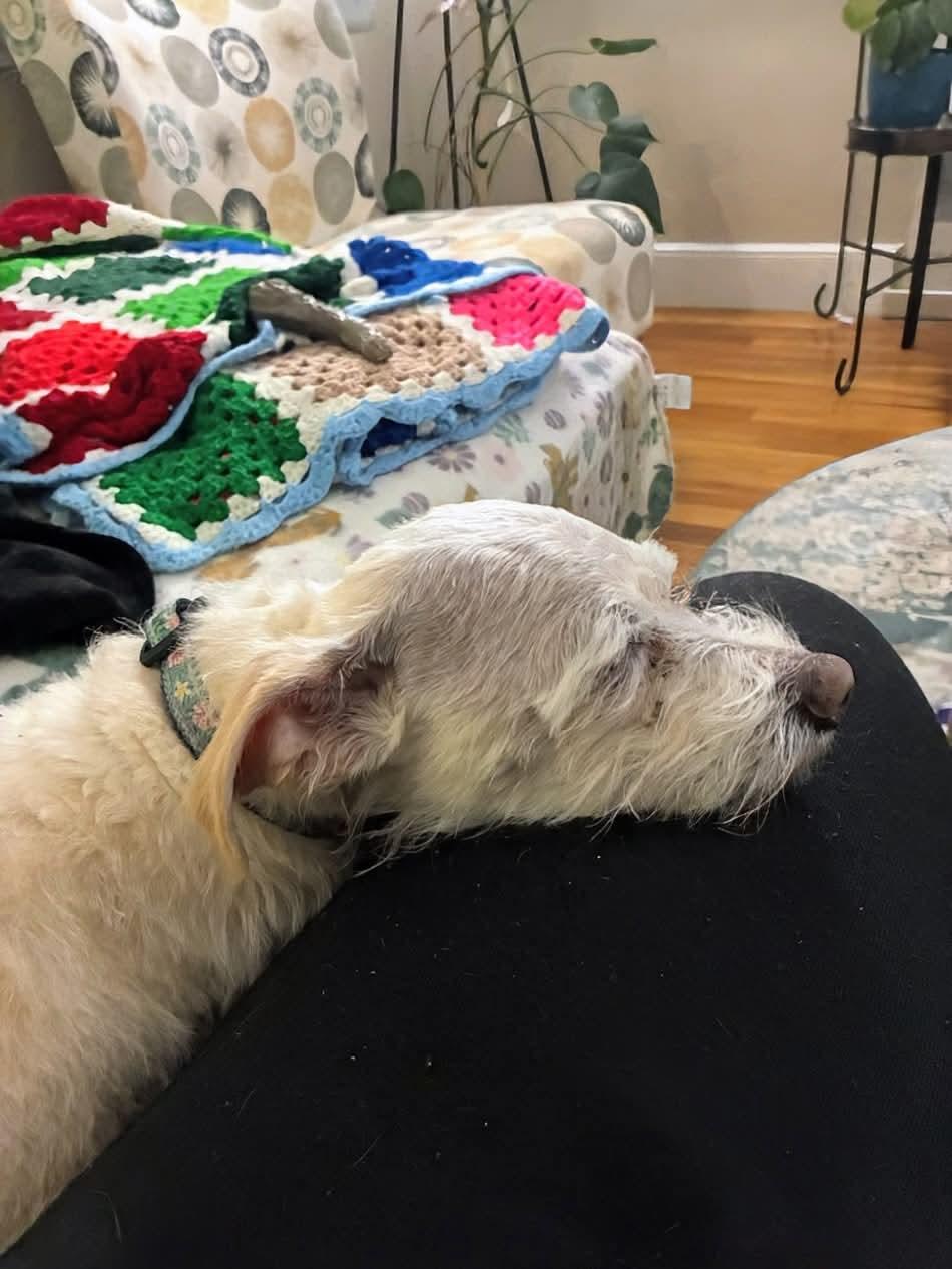 Enlarge Keebler (FEE SPONSORED), a Adoptable mixed breed in Portland, ME image 6/6