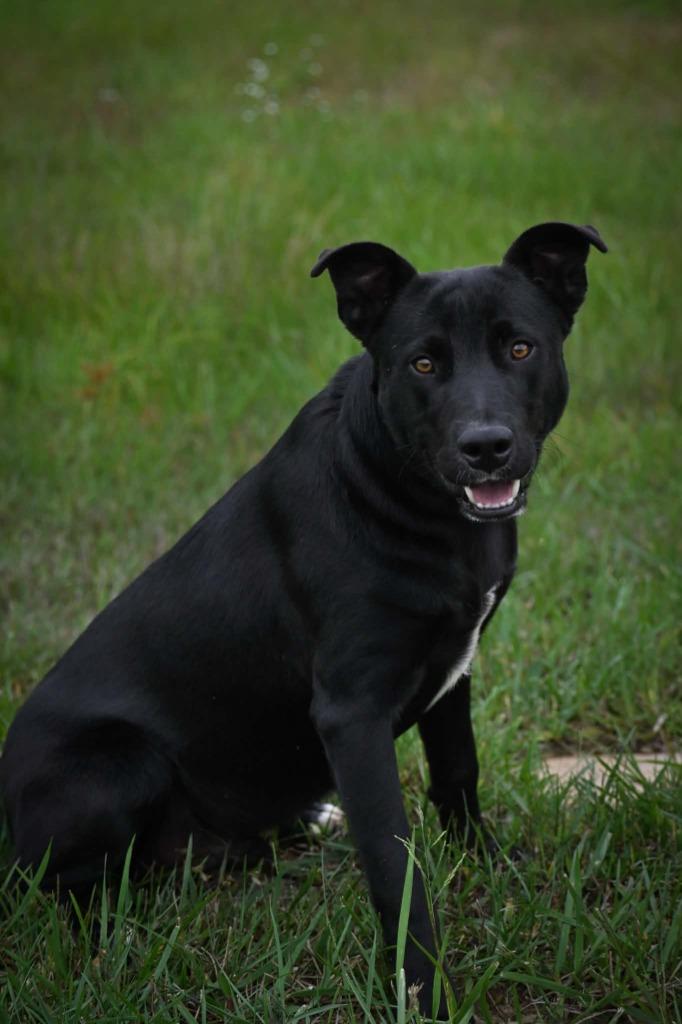 Gus, Adoptable, Young Male Labrador Retriever & Mixed Breed.