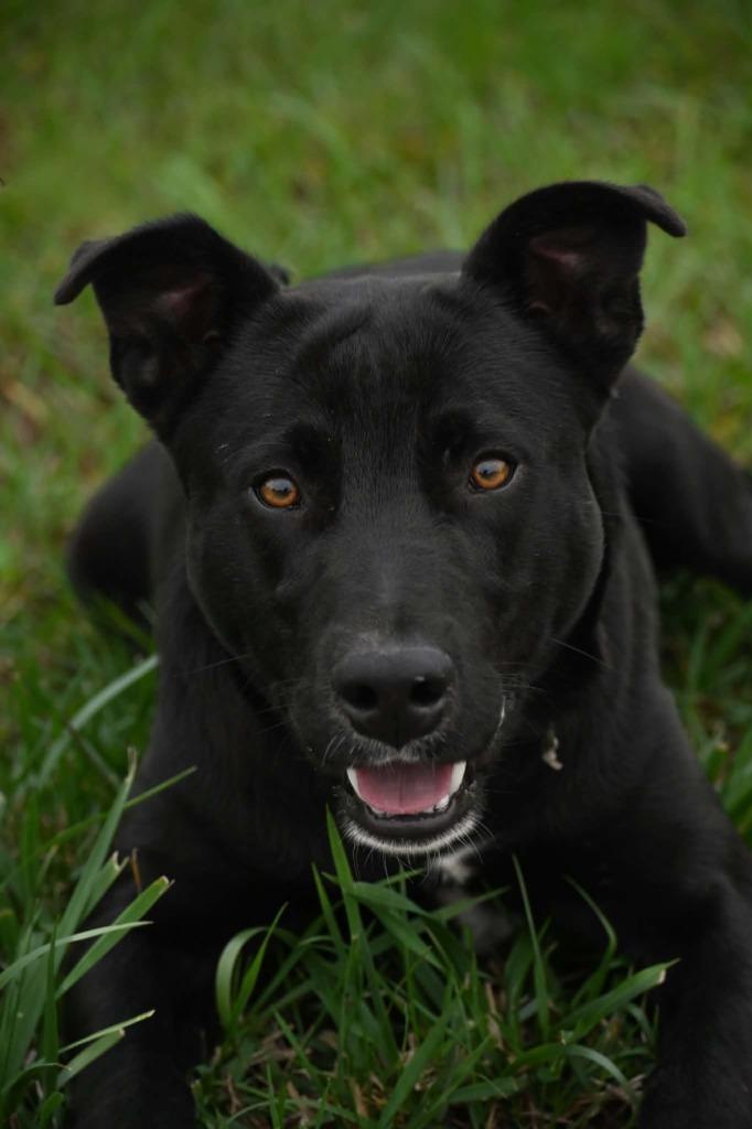 Enlarge Gus, a Adoptable mixed breed in Lagrange, IN image 2/3