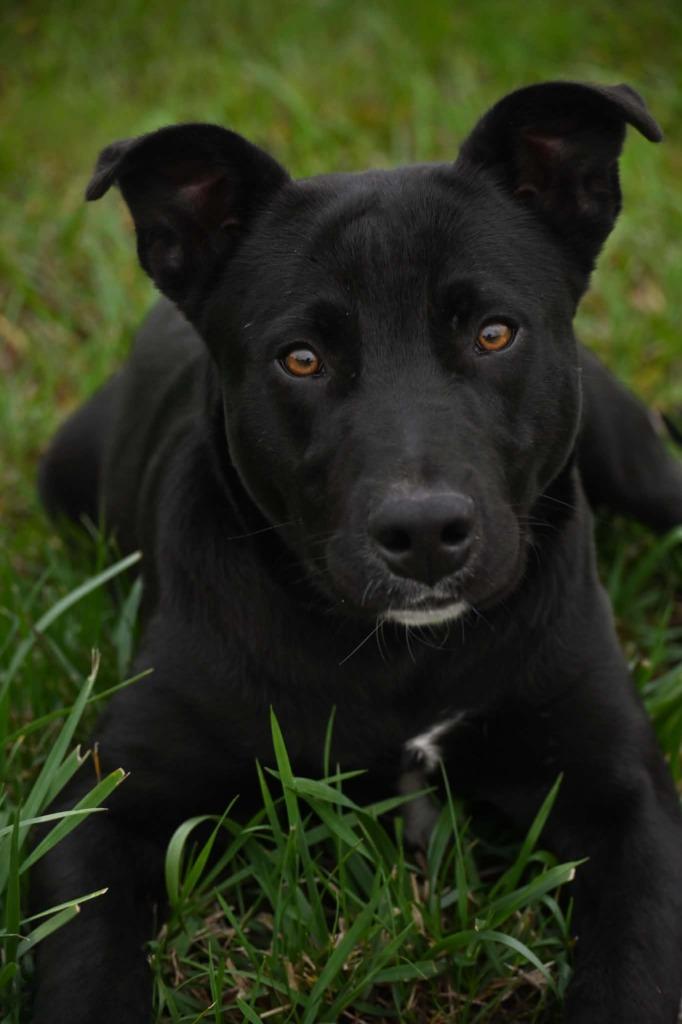 Enlarge Gus, a Adoptable mixed breed in Lagrange, IN image 3/3