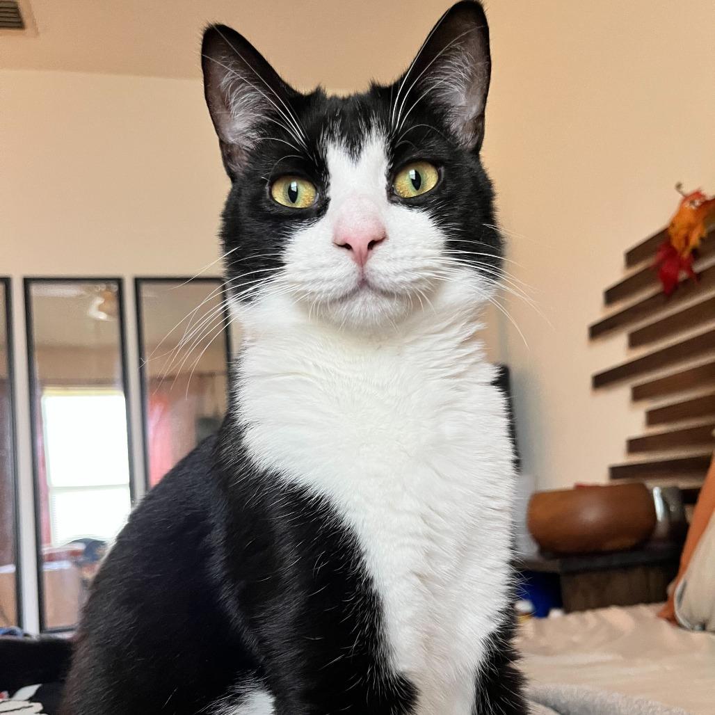 Eddie (Doc), a Adoptable Domestic Short Hair in Tallahassee, FL image 1/5