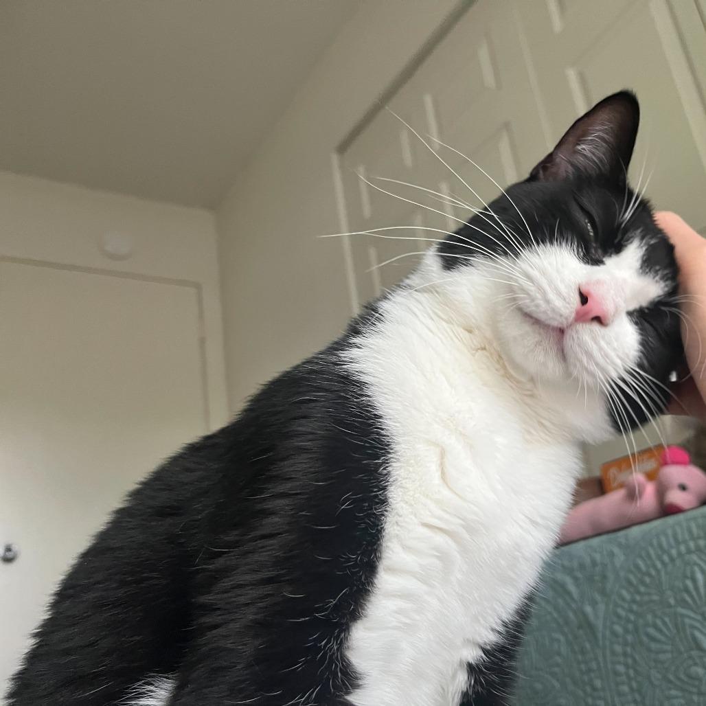 Eddie (Doc), a Adoptable Domestic Short Hair in Tallahassee, FL image 2/5