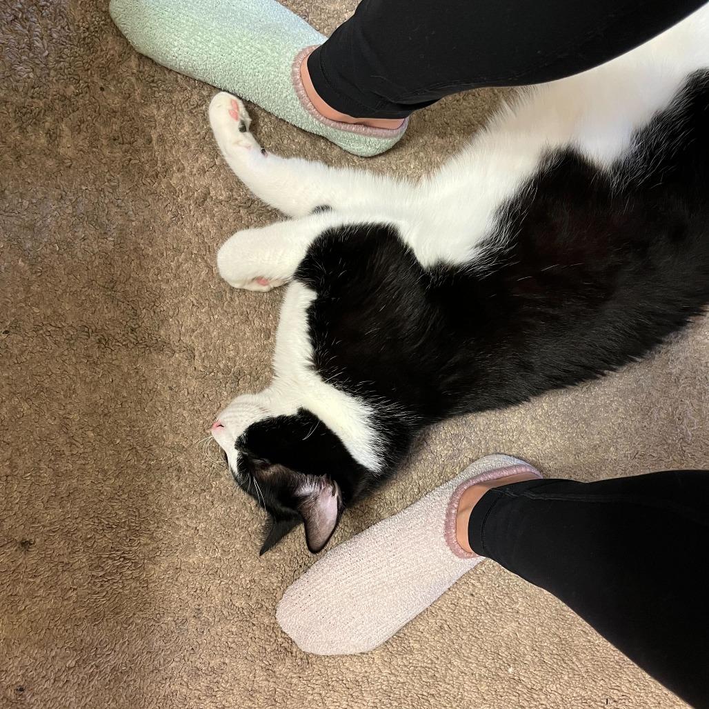 Eddie (Doc), a Adoptable Domestic Short Hair in Tallahassee, FL image 3/5