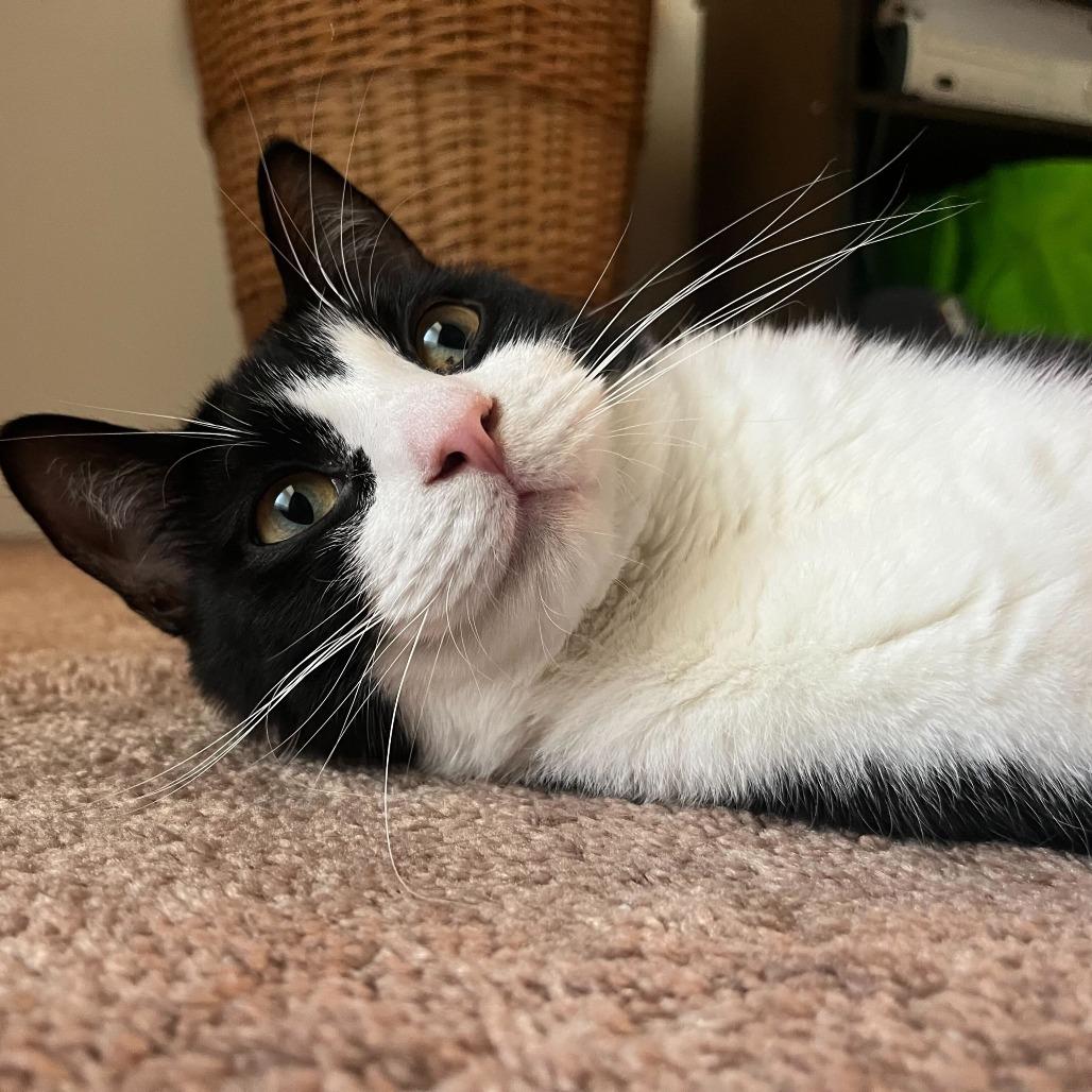 Eddie (Doc), a Adoptable Domestic Short Hair in Tallahassee, FL image 4/5