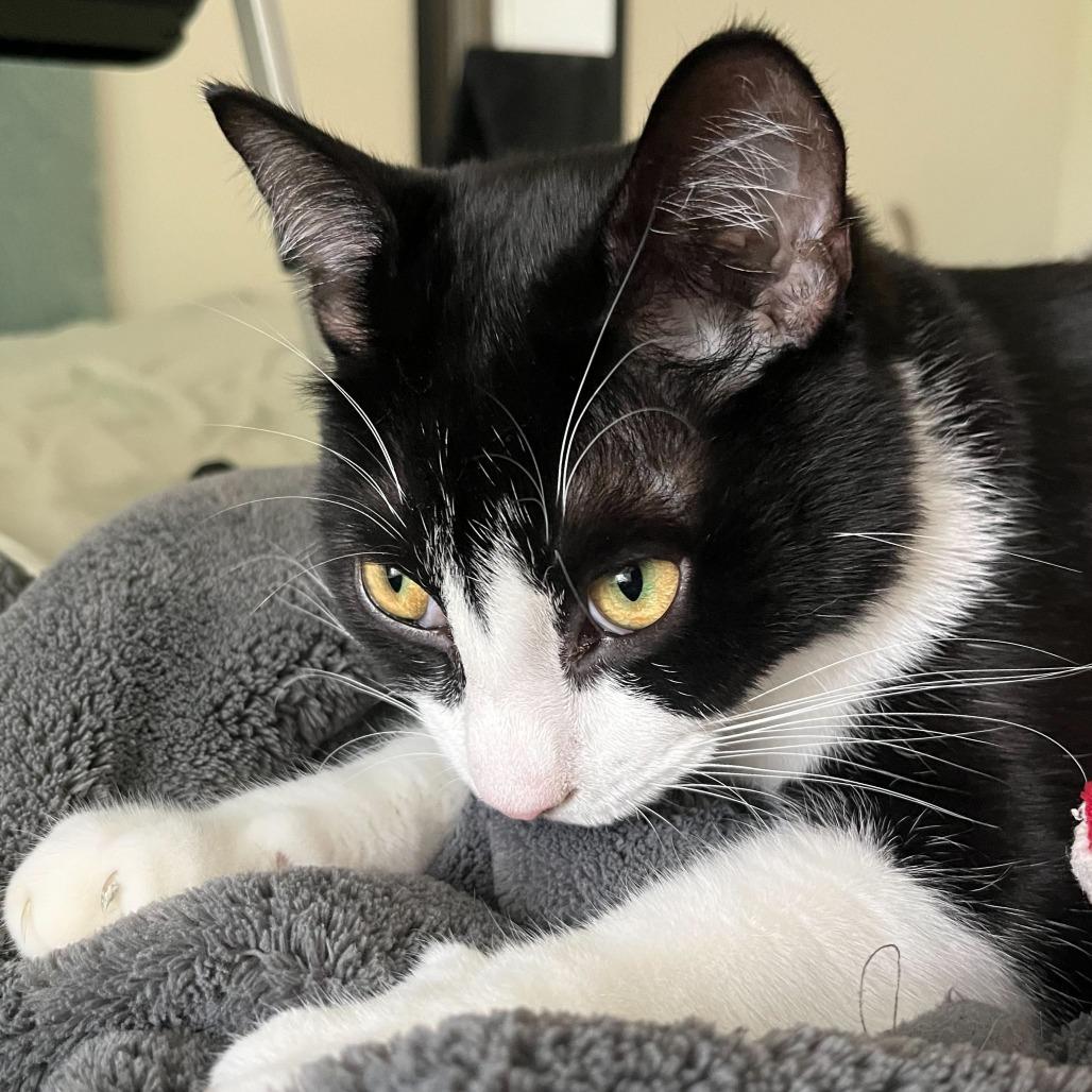 Eddie (Doc), a Adoptable Domestic Short Hair in Tallahassee, FL image 5/5