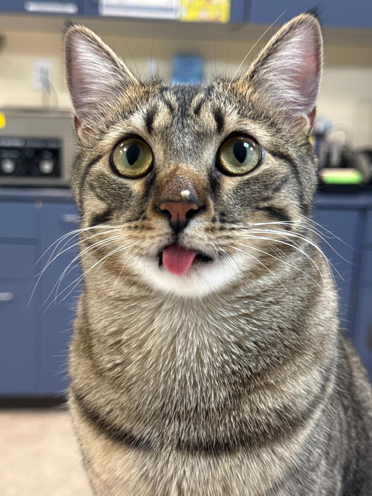 Enlarge Gaston, a Adoptable Domestic Short Hair in Rockford, IL image 1/5