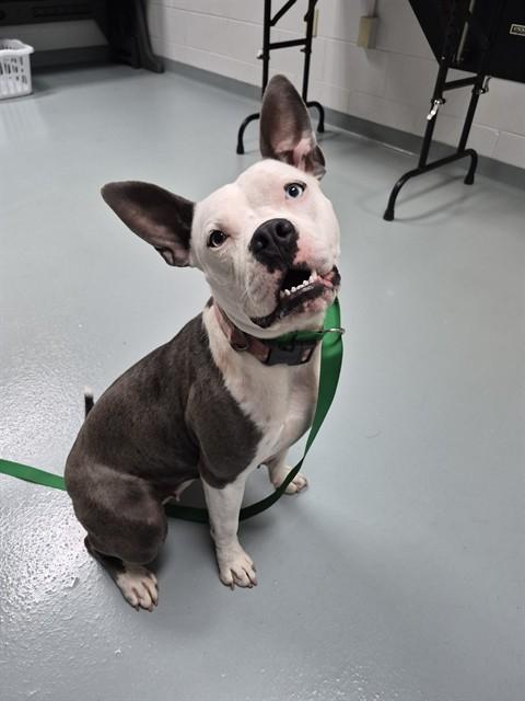 CLOUD, Adoptable, Young Female Pit Bull Terrier.