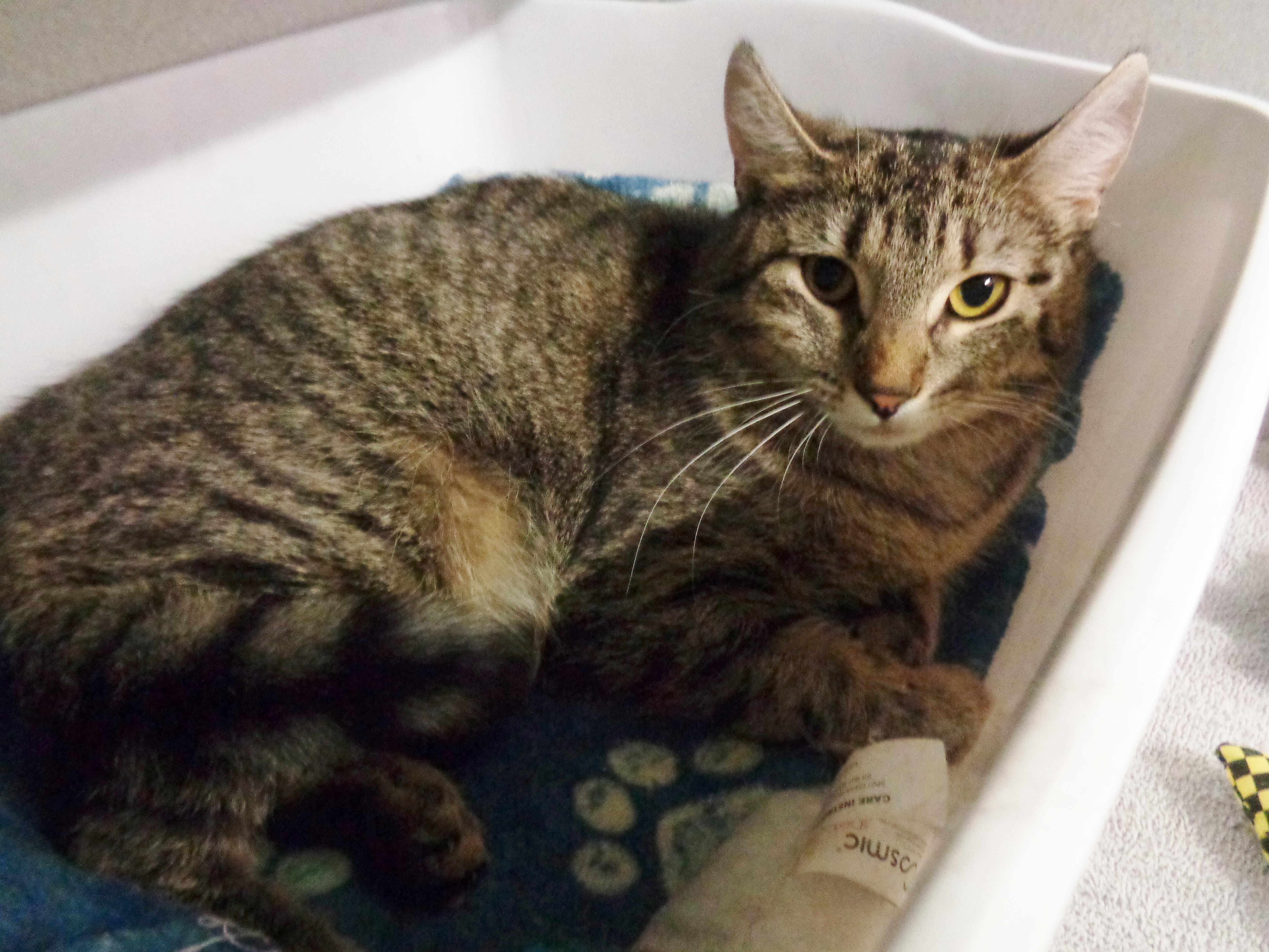 EDNA, a ADOPTABLE Tiger in Delhi, NY image 5/5