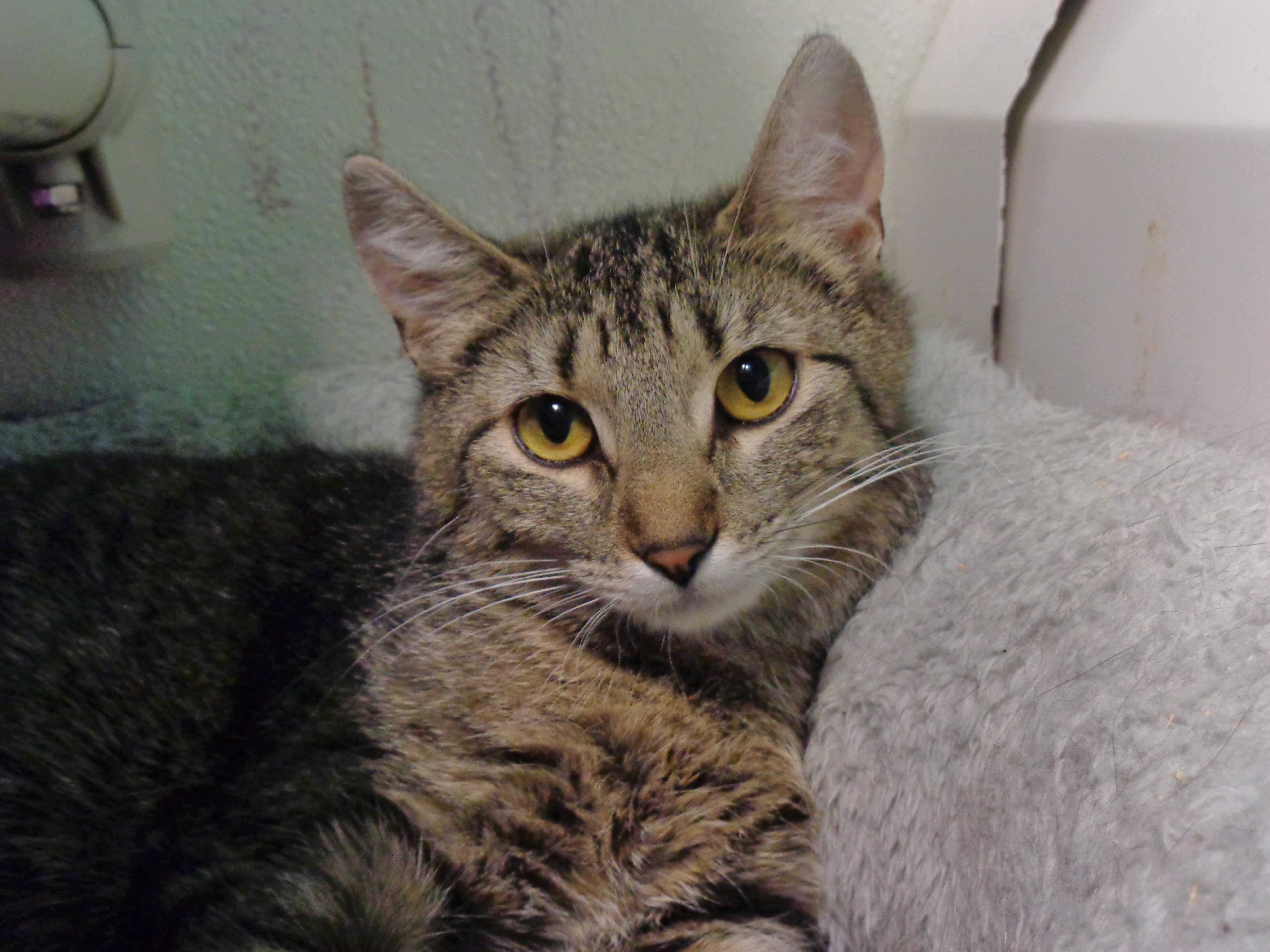 EDNA, ADOPTABLE, Adult Female Tiger.